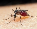 Malária: gestantes, crianças e pessoas vulneráveis são mais afetada